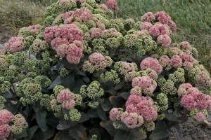 Sedum 'Coral Jade' 